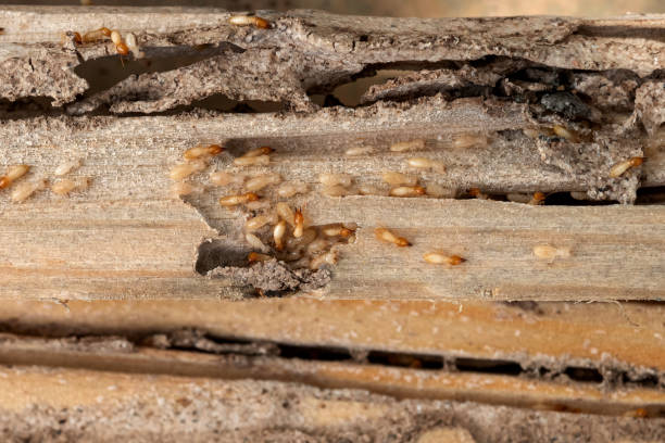 Best Flea Control Services  in Ridge, NY